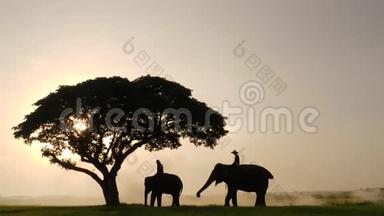大象和狮子座的剪影在早晨是一个自然的风景。